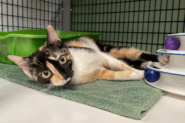 My name at SAFE Haven was Kiawah and I was adopted!