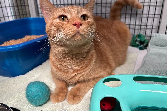 My name at SAFE Haven was Tim Tam and I was adopted!