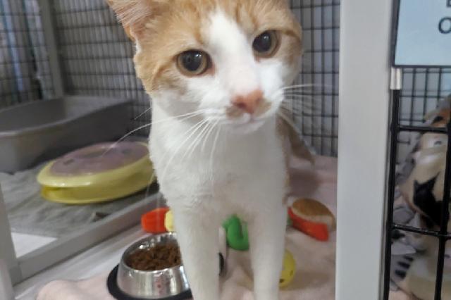 My name at SAFE Haven was Luigee and I was adopted!