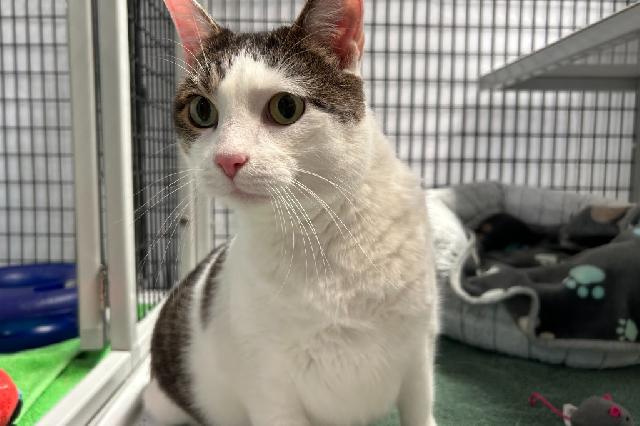 My name at SAFE Haven was Buddee and I was adopted!