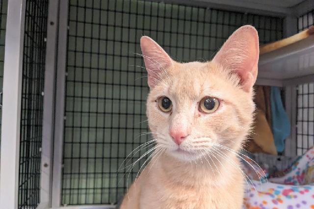 My name at SAFE Haven was Buffer and I was adopted!