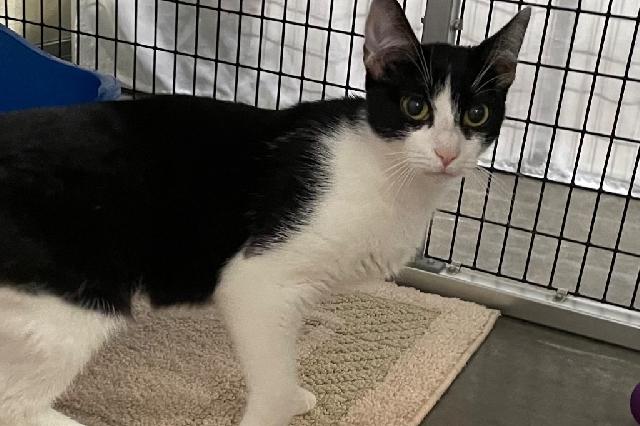 My name is Cranberry and I am ready for adoption. Learn more about me!