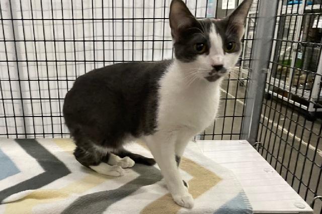 My name is Ligonberry and I am ready for adoption. Learn more about me!