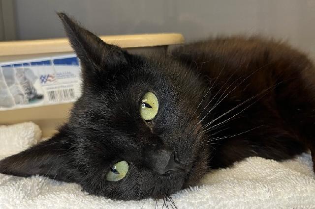 My name at SAFE Haven was Flaca and I was adopted!