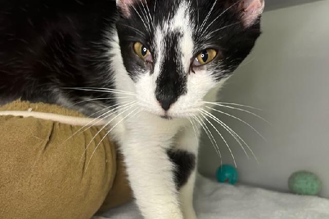 My name at SAFE Haven was Lorna Doone and I was adopted!