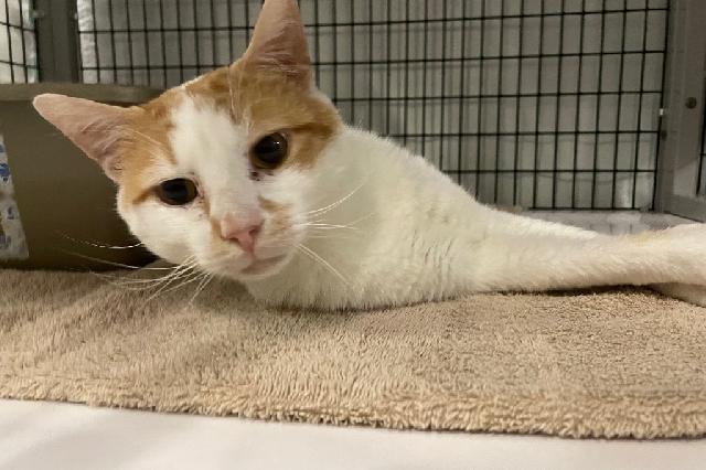My name is Maple Sugar and I am ready for adoption. Learn more about me!
