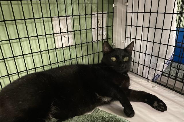 My name at SAFE Haven was Petey and I was adopted!