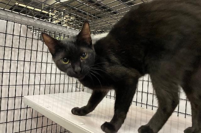 My name at SAFE Haven was Caroline and I was adopted!