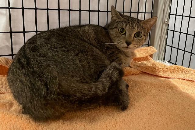 My name at SAFE Haven was Jingles and I was adopted!