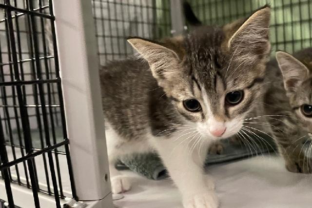 My name at SAFE Haven was Cherry Coke and I was adopted!