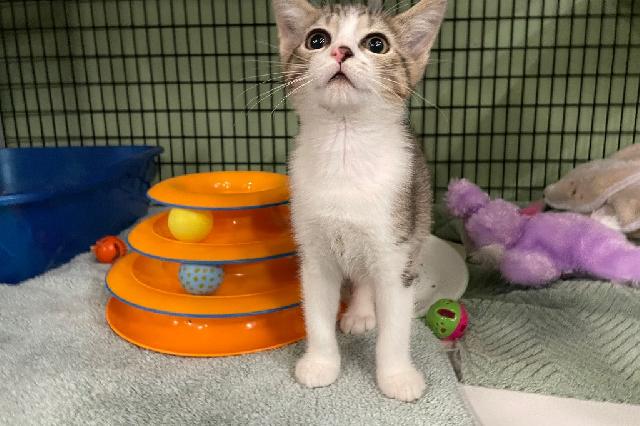 My name at SAFE Haven was Cream Soda and I was adopted!