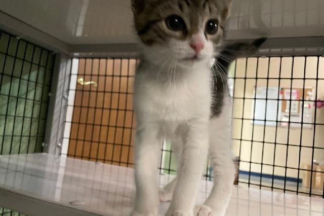 My name at SAFE Haven was Pepsi and I was adopted!