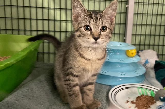 My name at SAFE Haven was Orange Soda and I was adopted!