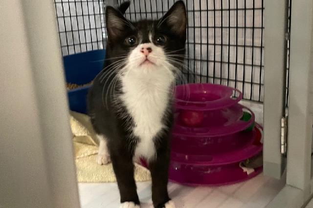 My name at SAFE Haven was B Dubbs and I was adopted!