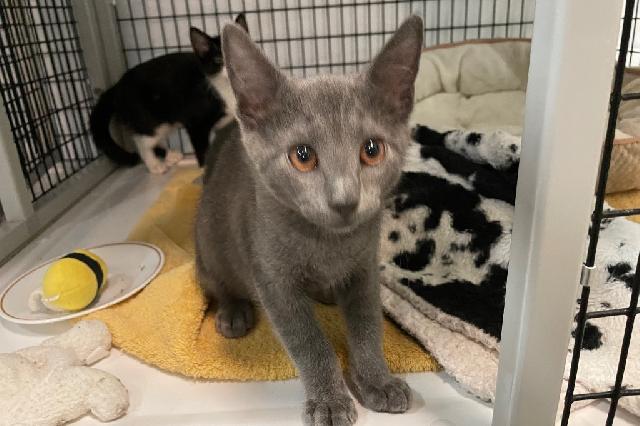 My name at SAFE Haven was Wingstop and I was adopted!