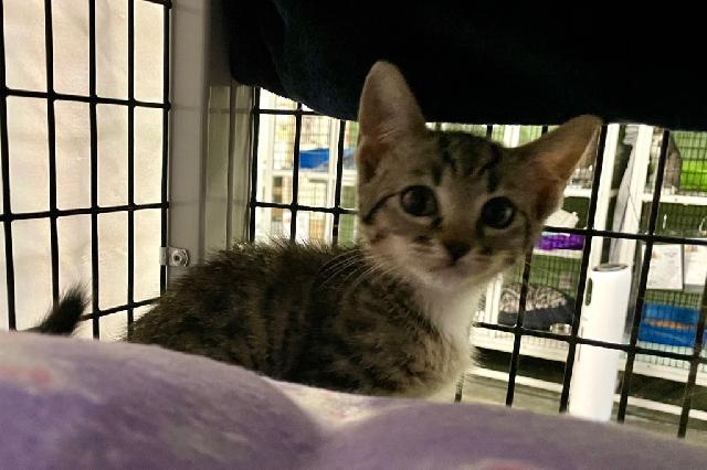 My name at SAFE Haven was Bernadette and I was adopted!