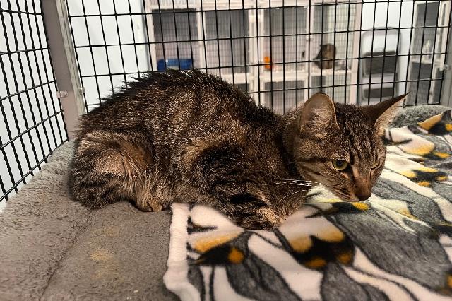 My name at SAFE Haven was Sylvia and I was adopted!
