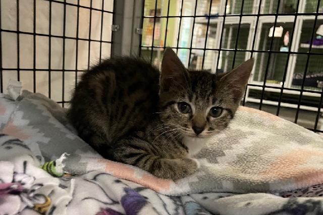 My name at SAFE Haven was Clarence and I was adopted!