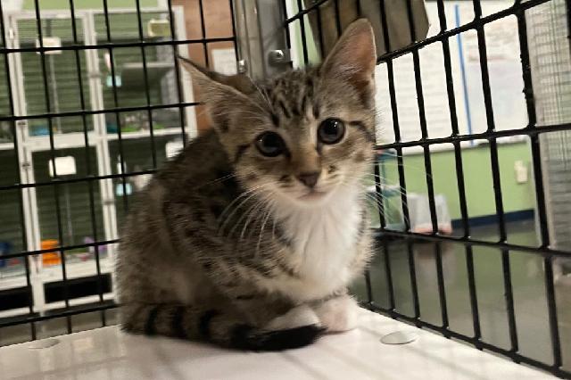 My name at SAFE Haven was Edmund and I was adopted!