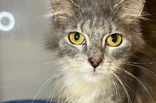 My name is Grammy and I am ready for adoption. Learn more about me!