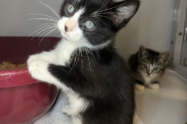My name at SAFE Haven was Torte and I was adopted!