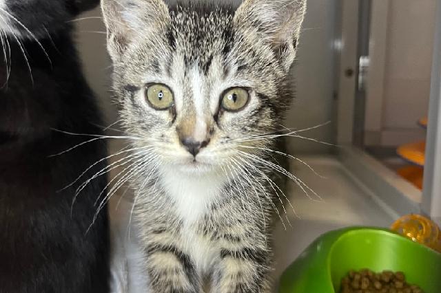 My name at SAFE Haven was Sorbet and I was adopted!