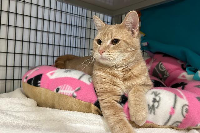 My name at SAFE Haven was Sandbar and I was adopted!