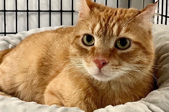 My name at SAFE Haven was Tostitos and I was adopted!