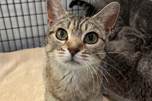 My name at SAFE Haven was Biscoff and I was adopted!