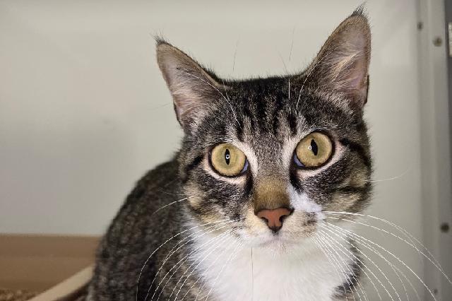 My name is Leonatus and I am ready for adoption. Learn more about me!