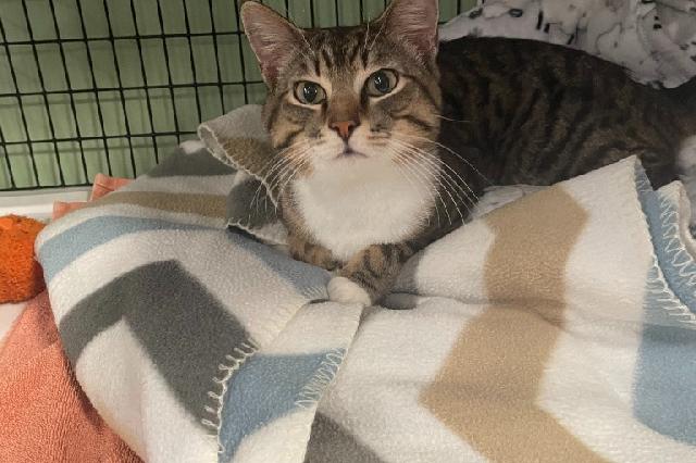 My name at SAFE Haven was Kingman and I was adopted!