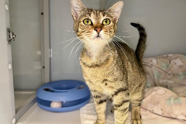 My name is Palladino and I am ready for adoption. Learn more about me!