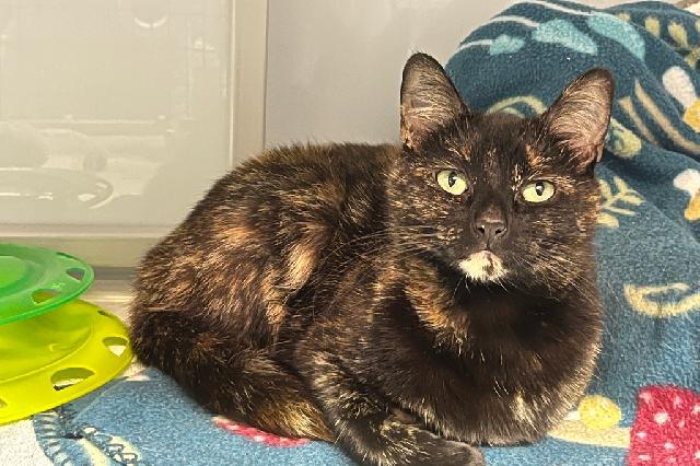 My name is Tenko and I am ready for adoption. Learn more about me!