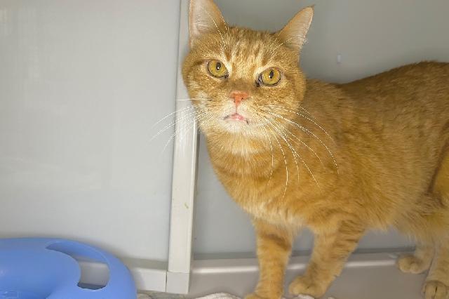 My name is Pugsly and I am ready for adoption. Learn more about me!