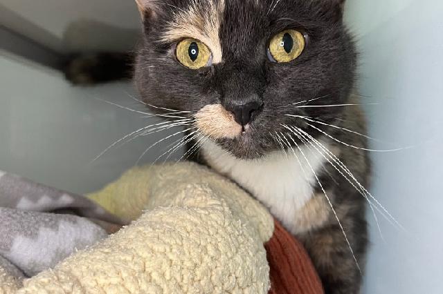 My name is Callye and I am ready for adoption. Learn more about me!