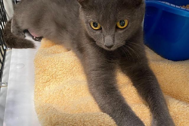My name at SAFE Haven was Spinelli and I was adopted!