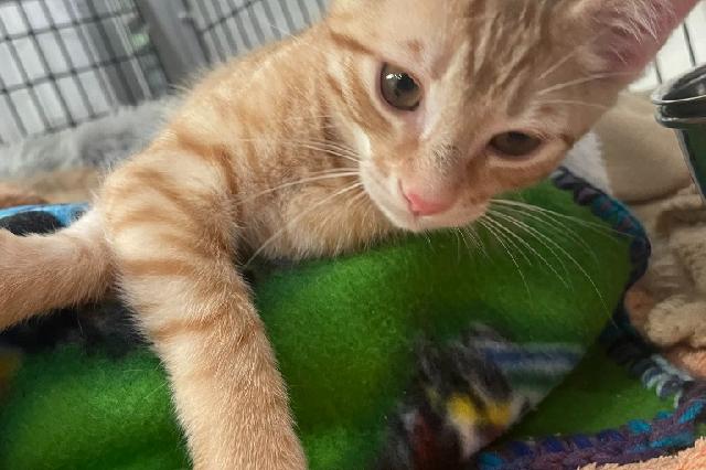 My name at SAFE Haven was Tomme Vaudoise and I was adopted!