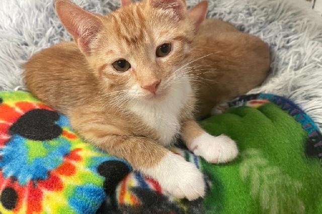 My name at SAFE Haven was Fribourg and I was adopted!