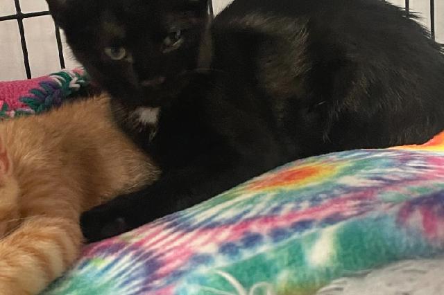 My name at SAFE Haven was Challerhocker and I was adopted!