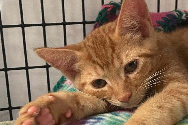 My name at SAFE Haven was Emmentaler and I was adopted!