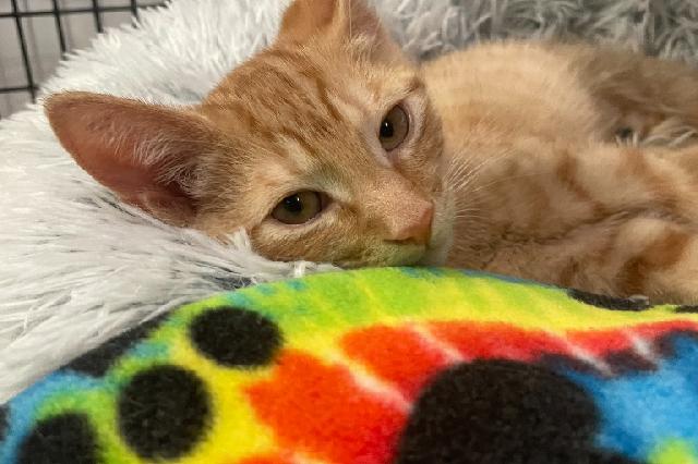 My name at SAFE Haven was Sbrinz and I was adopted!