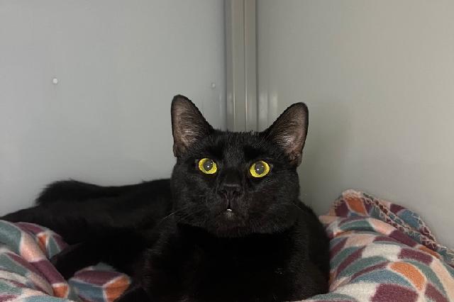 My name is Lasagna and I am ready for adoption. Learn more about me!