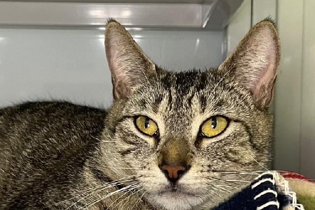 My name is Esme and I am ready for adoption. Learn more about me!