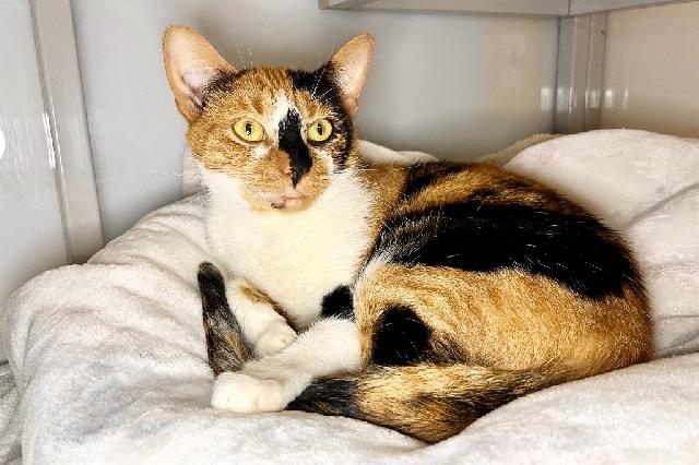 My name at SAFE Haven was Mopsie and I was adopted!