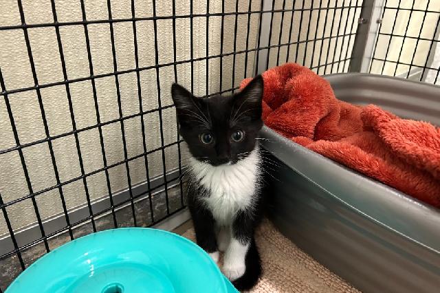My name at SAFE Haven was Sno Cap and I was adopted!