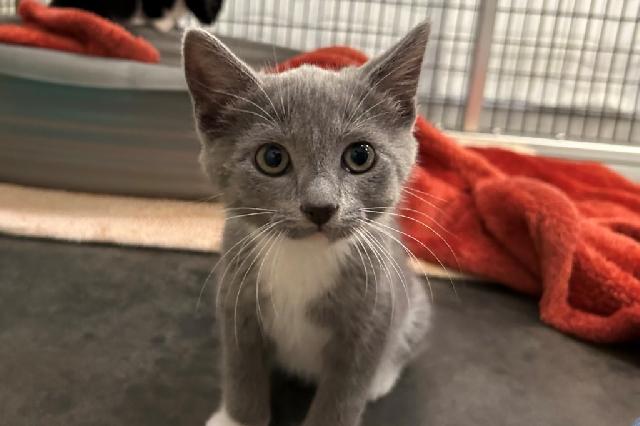 My name at SAFE Haven was Pop Rocks and I was adopted!