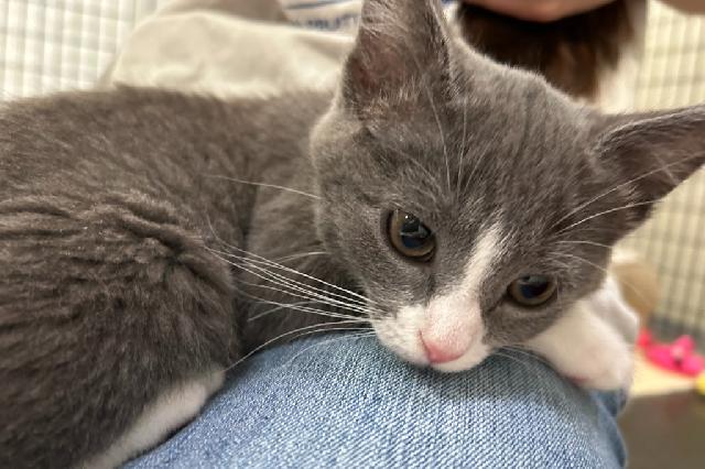 My name at SAFE Haven was Almond Joy and I was adopted!