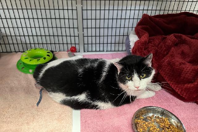 My name is Petunya and I am ready for adoption. Learn more about me!
