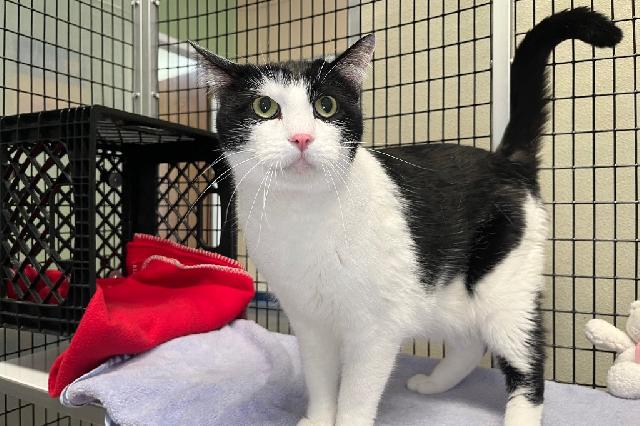 My name is Wyndsor and I am ready for adoption. Learn more about me!