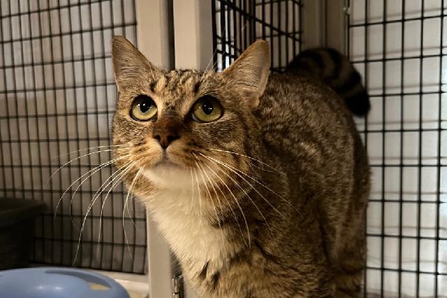 My name is MadrÃ© and I am ready for adoption. Learn more about me!
